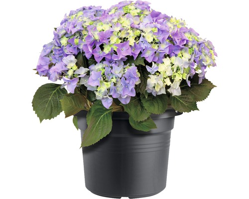 elho Green Basics Cilinder plantenpot, kunststof, Ø 54 cm, H 41 cm, zwart