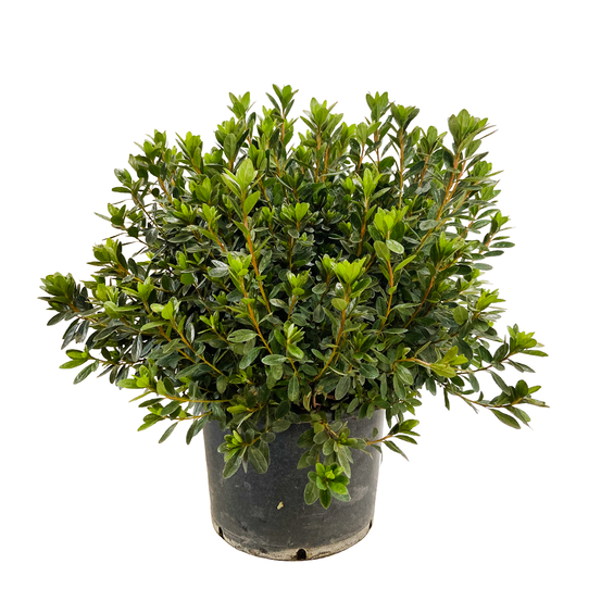 Azalea japonica : H 60/80 cm, ctr 20 L