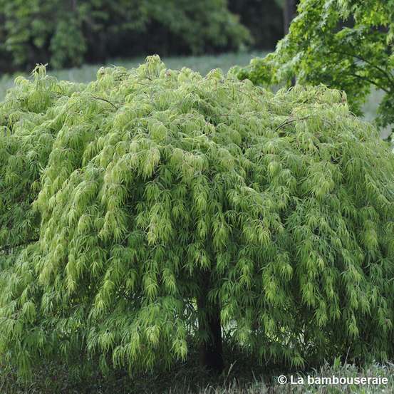 Acer palmatum 'Viridis' Dissectum C3L h.40/60cm
