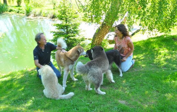 Husky-Trekking in Kollnburg als Geschenkidee