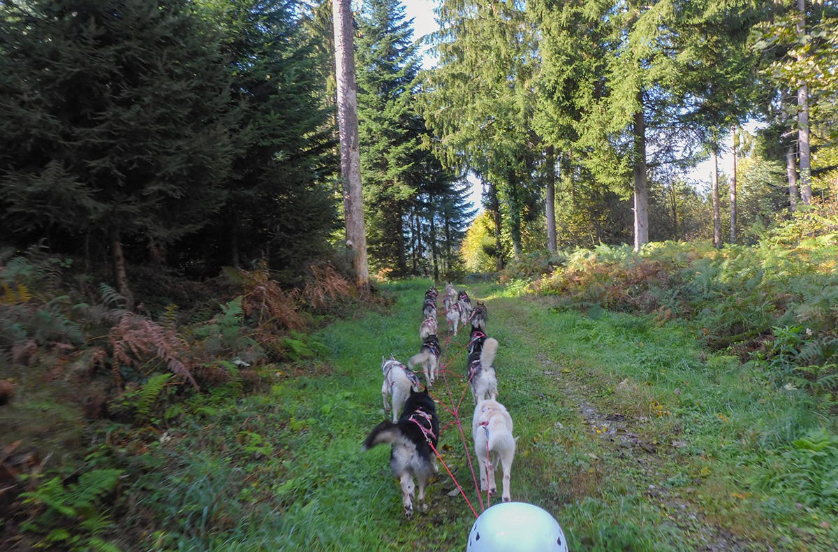 Husky Schlittenhundefahrt im Kanton St. Gallen als Geschenk