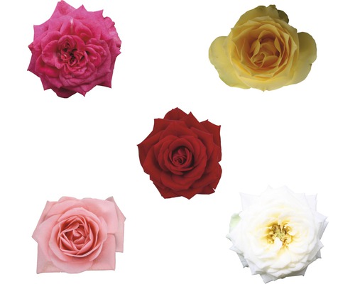 Rose FloraSelf Rosa H 25-35 cm Ø 10,5 cm Pot willekeurige variëteitselectie