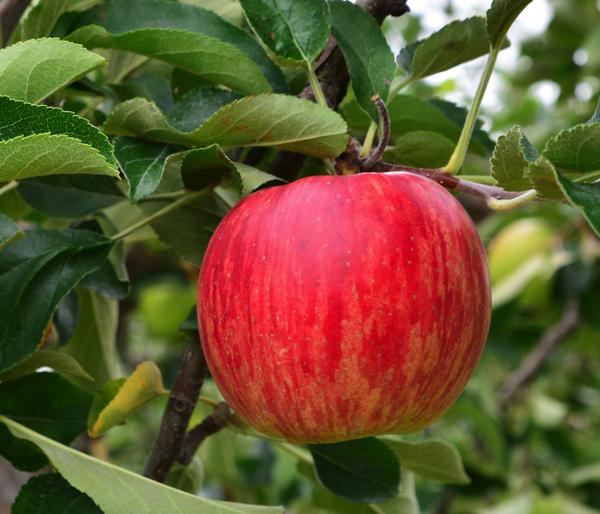 Winterapfel 'Jonagold'