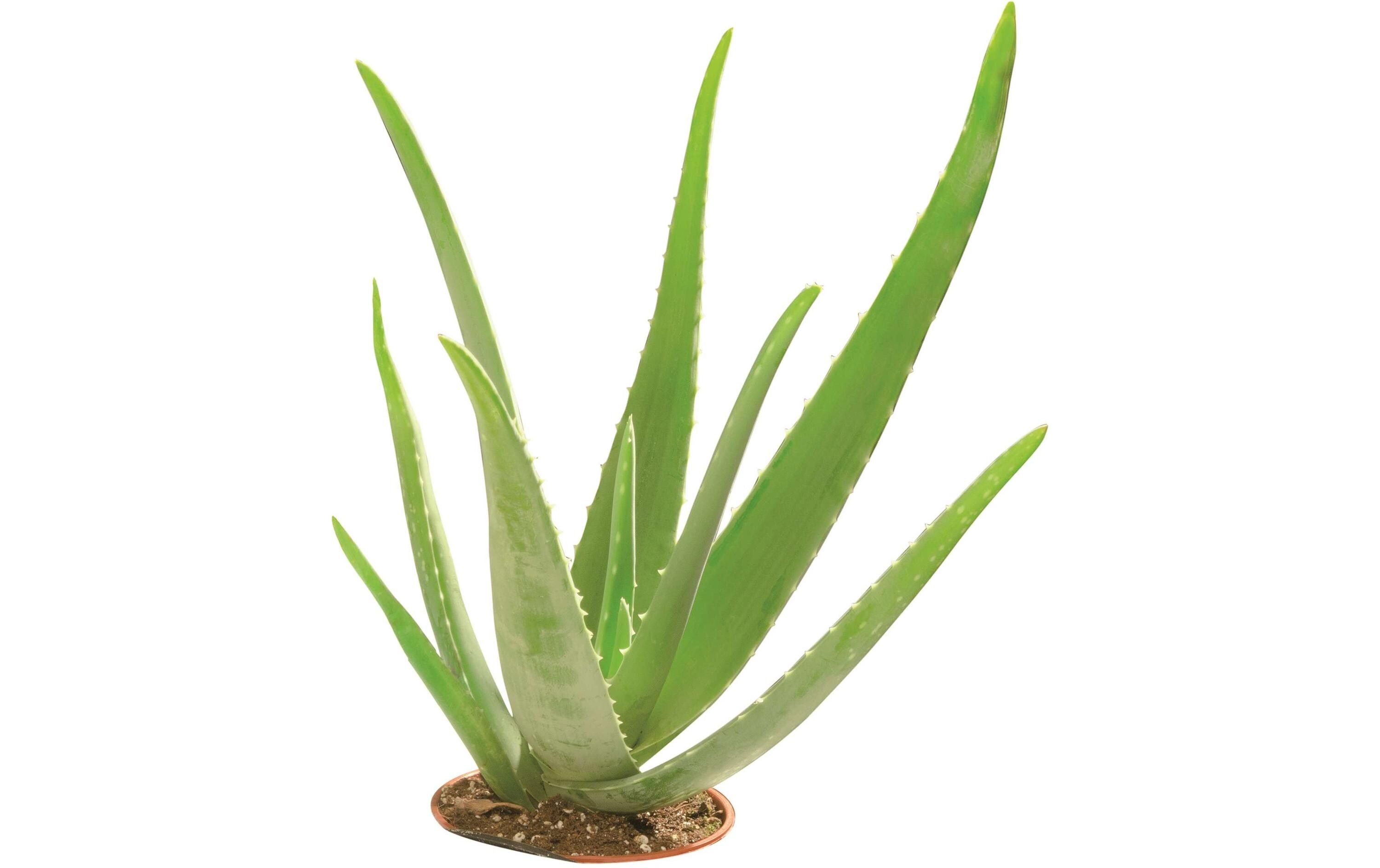 Glycerinseife Öko mit Aloe Vera 500 g, TransparentVegane Seife aus Glycerin