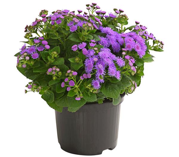 Leberbalsam