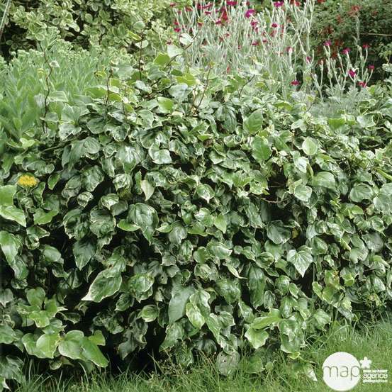 Hedera Gloire de Marengo : ctr de 3 L.