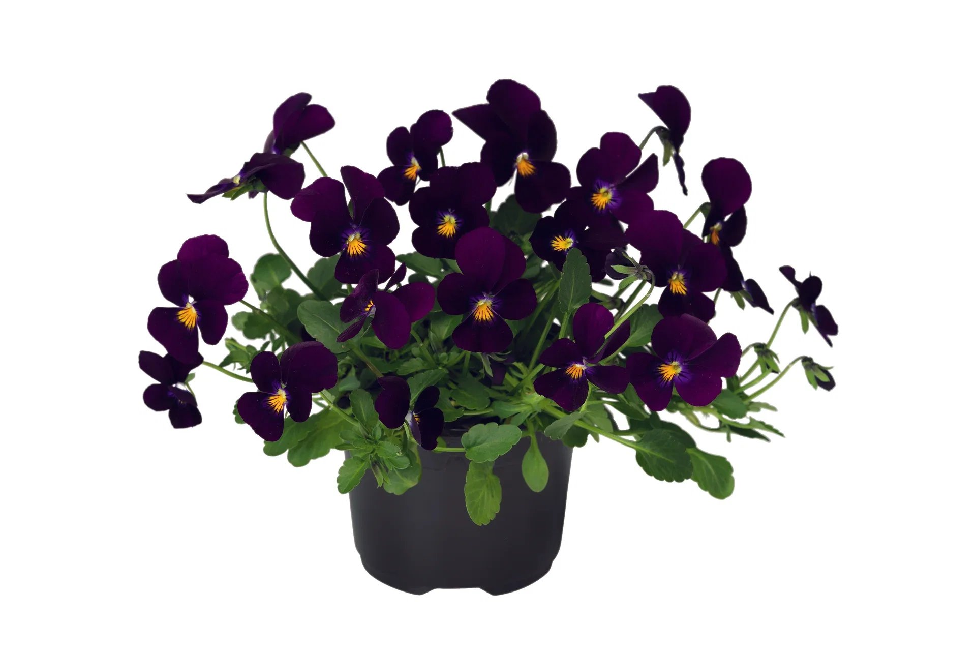 Viola x wittrockiana Stemor småblomstret Ø12 cm