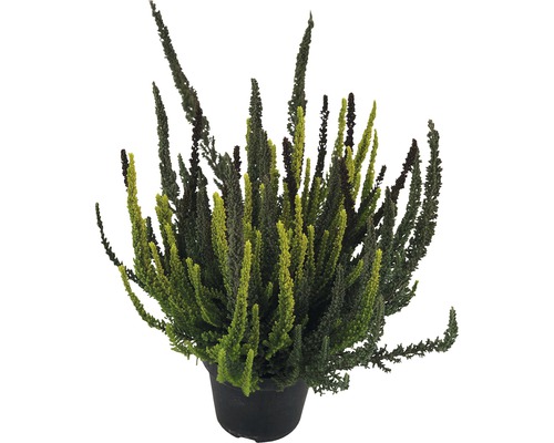 Driekleurige bladheide FloraSelf Calluna vulgaris 'Skyline' Trio Ø 11 cm pot