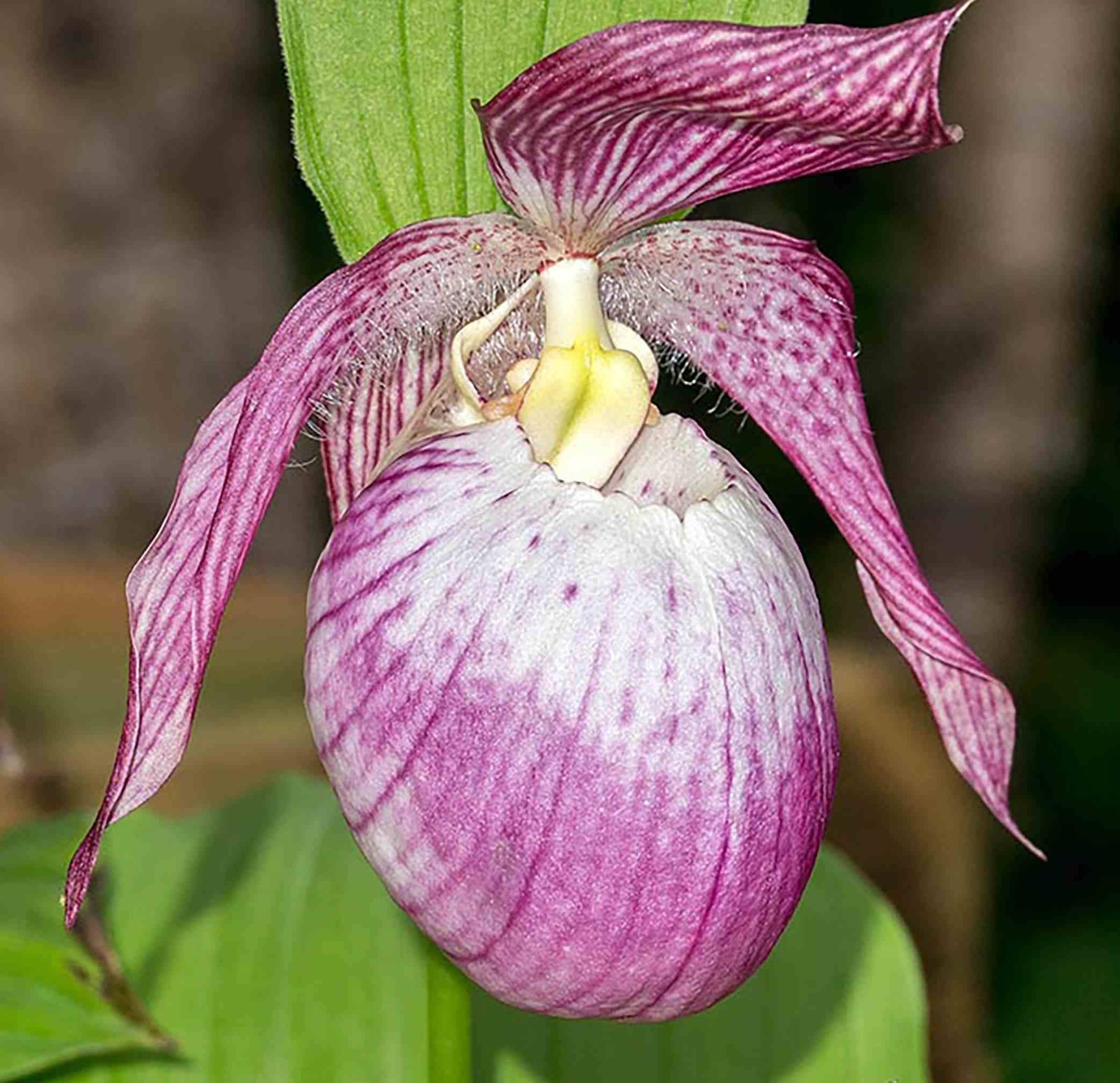 Cypripedium 