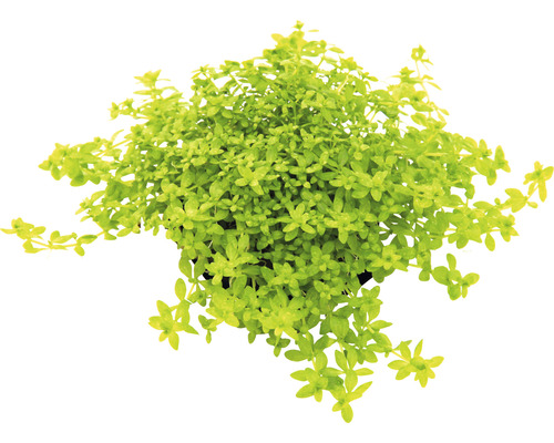 Fijne parelmoer - Hemianthus glomeratus