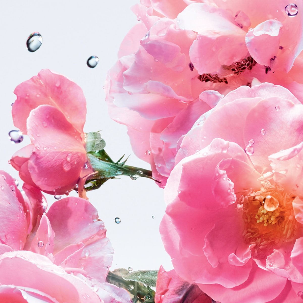 Miss Dior Rose N'Roses Miss Dior Rose N'Roses Eau de Toilette
