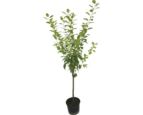 Biologische vroege pruim FloraSelf Biologische Prunus domestica 'Wangenheims Frühe' Stamhoogte ca. 60 cm Totale hoogte ca. 130-150 cm Co 7,5 L Struik zelfbestuivend