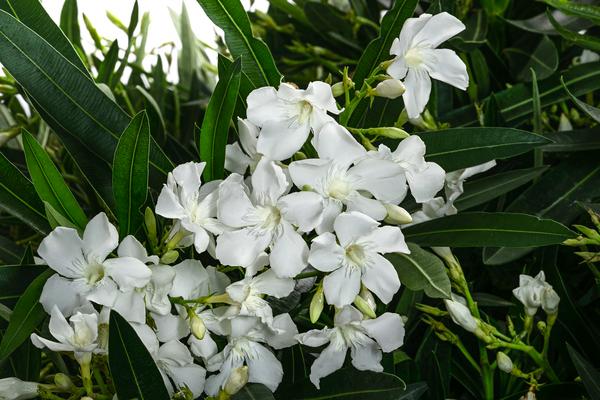 Oleander, Solitärbusch, verschiedene Farben