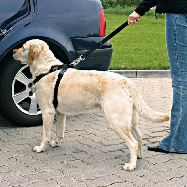Ceinture de sécurité Friends on tour pour chiens