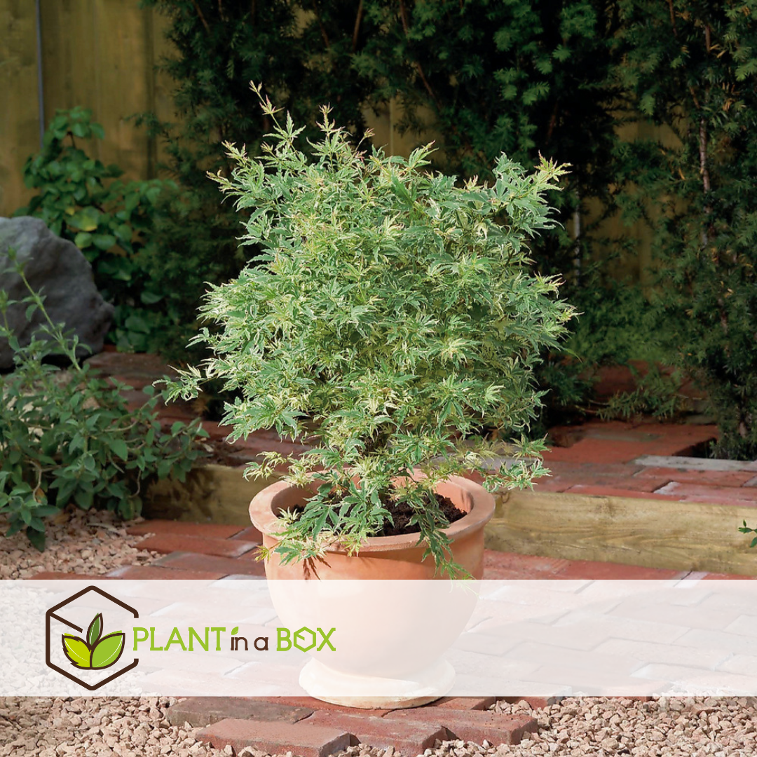 Acer palmatum 'butterfly' -erable japonais -lot de 2 - pot 19cm -hauteur 50-60cm