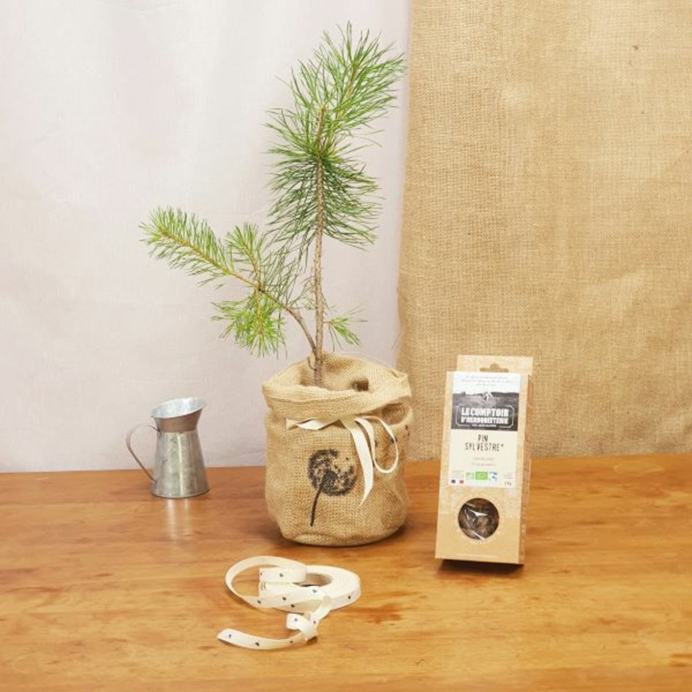 Coffret d'un pin sylvestre avec son infusion de pin bio