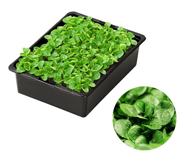 Feldsalat grün, 20er Schale