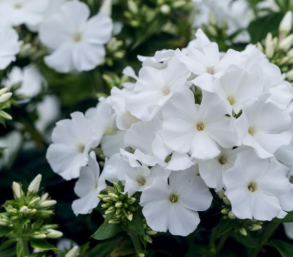 Stauden-Phlox, verschiedene Sorten