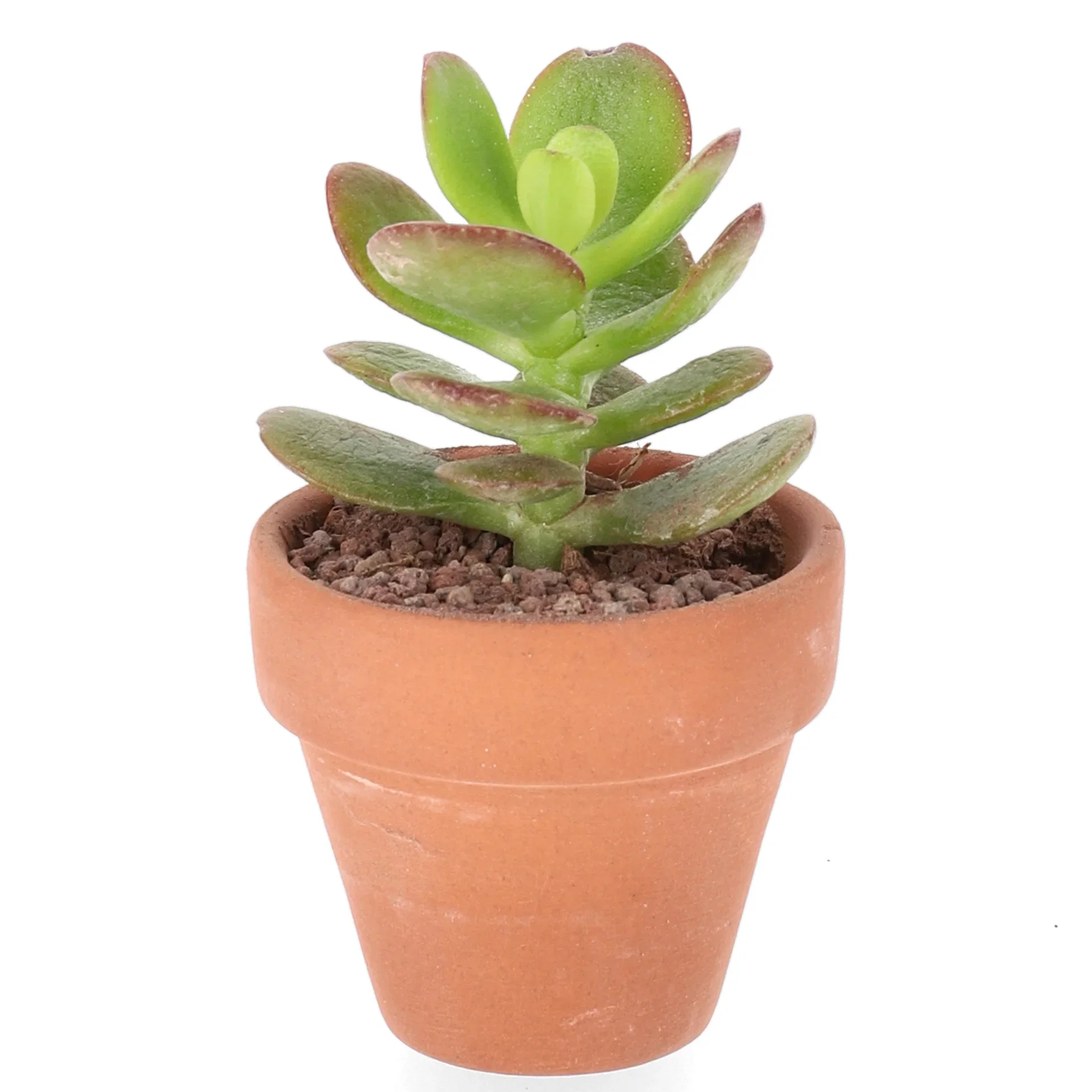 Cactus Kaktus miks Høyde 7 cm