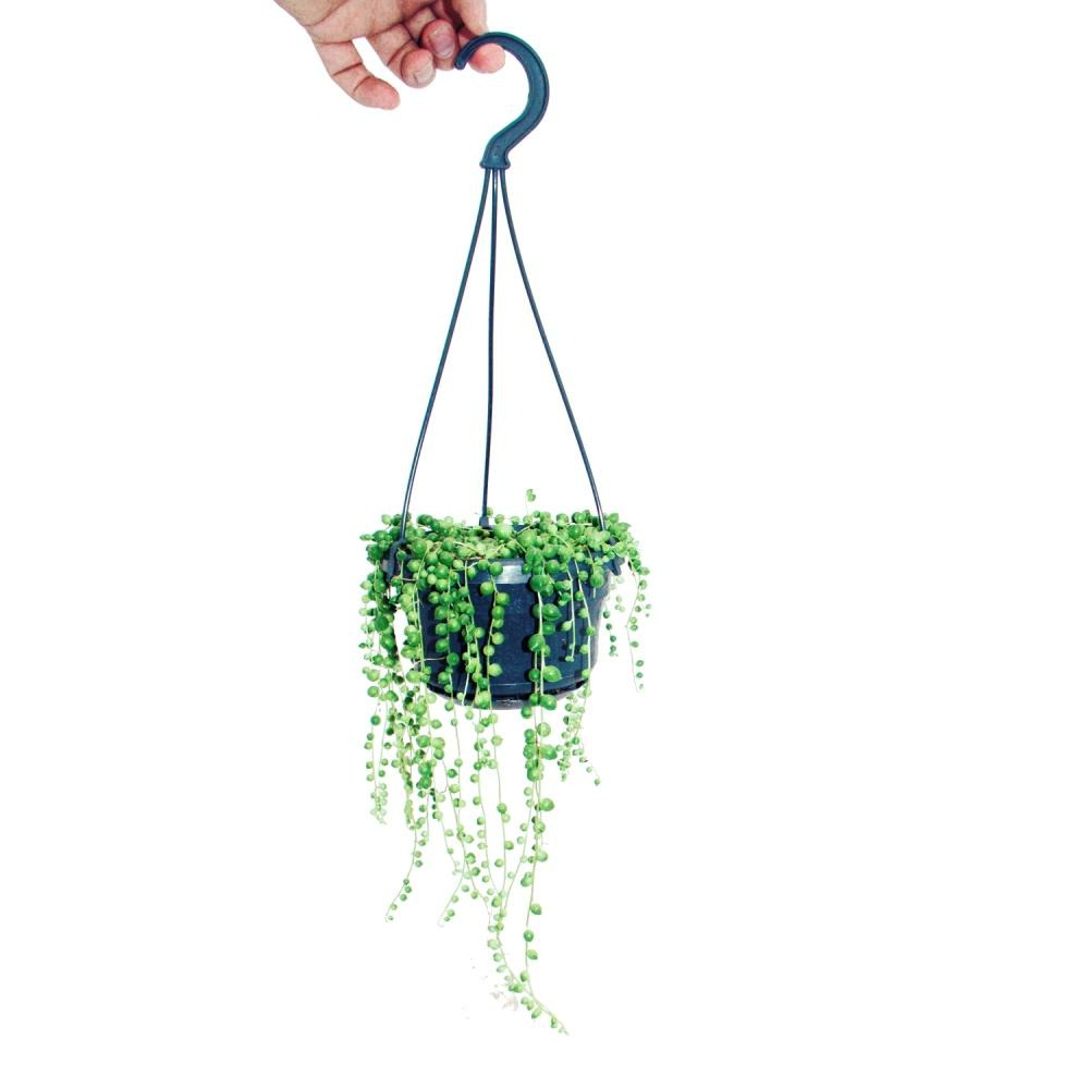 Lumière suspendue à un ruban - senecio rowleyanus pot de 14cm