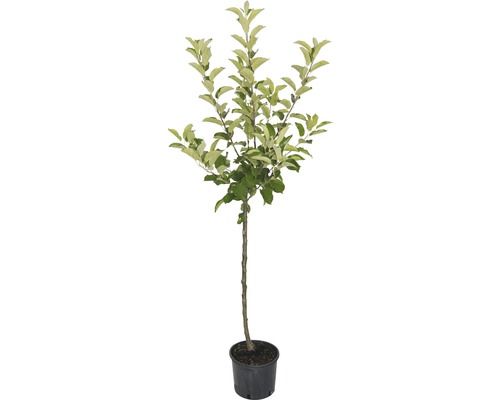 Biologische herfstappel, dessertappel, FloraSelf biologische Malus domestica 'Gravensteiner', stamhoogte ca. 60 cm, totale hoogte 130-150 cm, 7,5 L container, struik