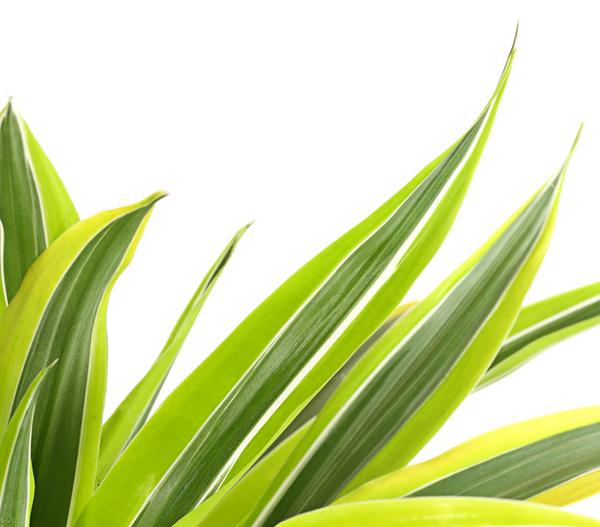 Drachenbaum - Dracaena deremensis,