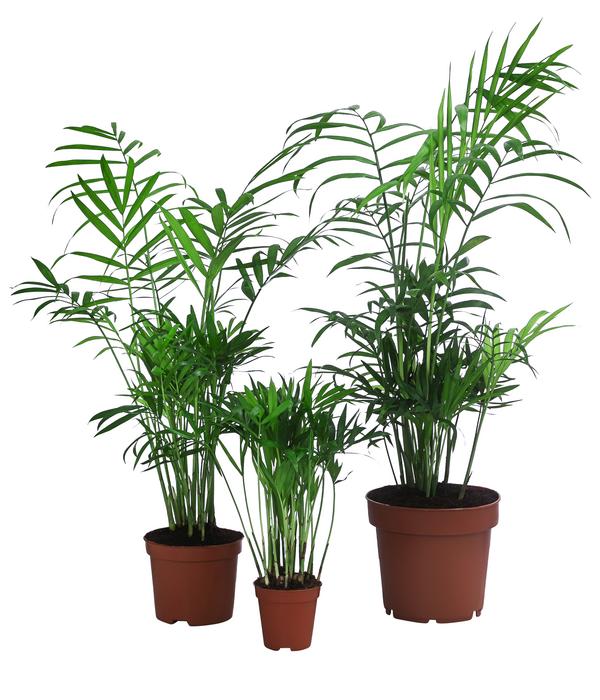 Bergpalmen-Set - Chamaedorea elegans, 3-teilig