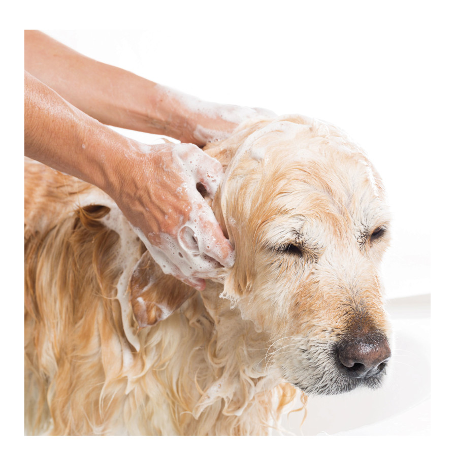 Shampoo repelente Beaphar para cães e gatos