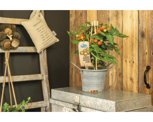 Snack cherrytomaat sinaasappel Pick&Joy Ø 14 cm pot