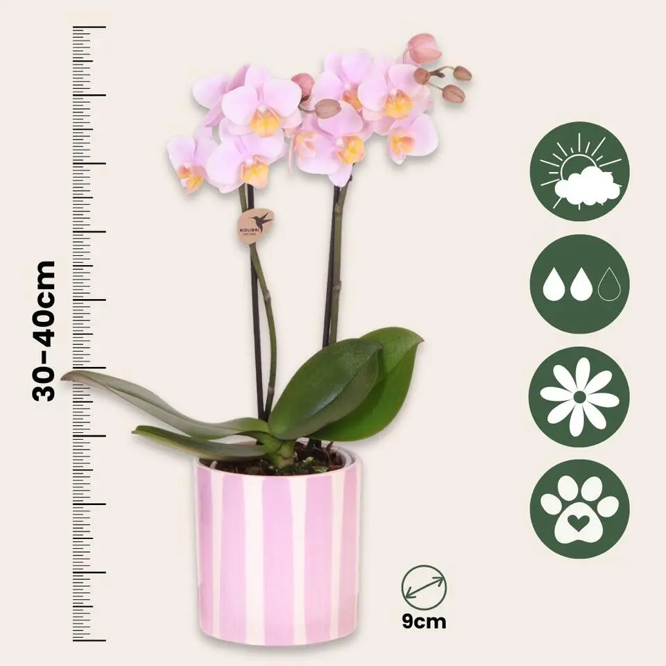 Cadeauset orchidee 'Pink S' - Phalaenopsis - Hoogte 30cm