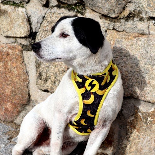 Coleira reversível Banana Neo Mesh para cães, várias cores