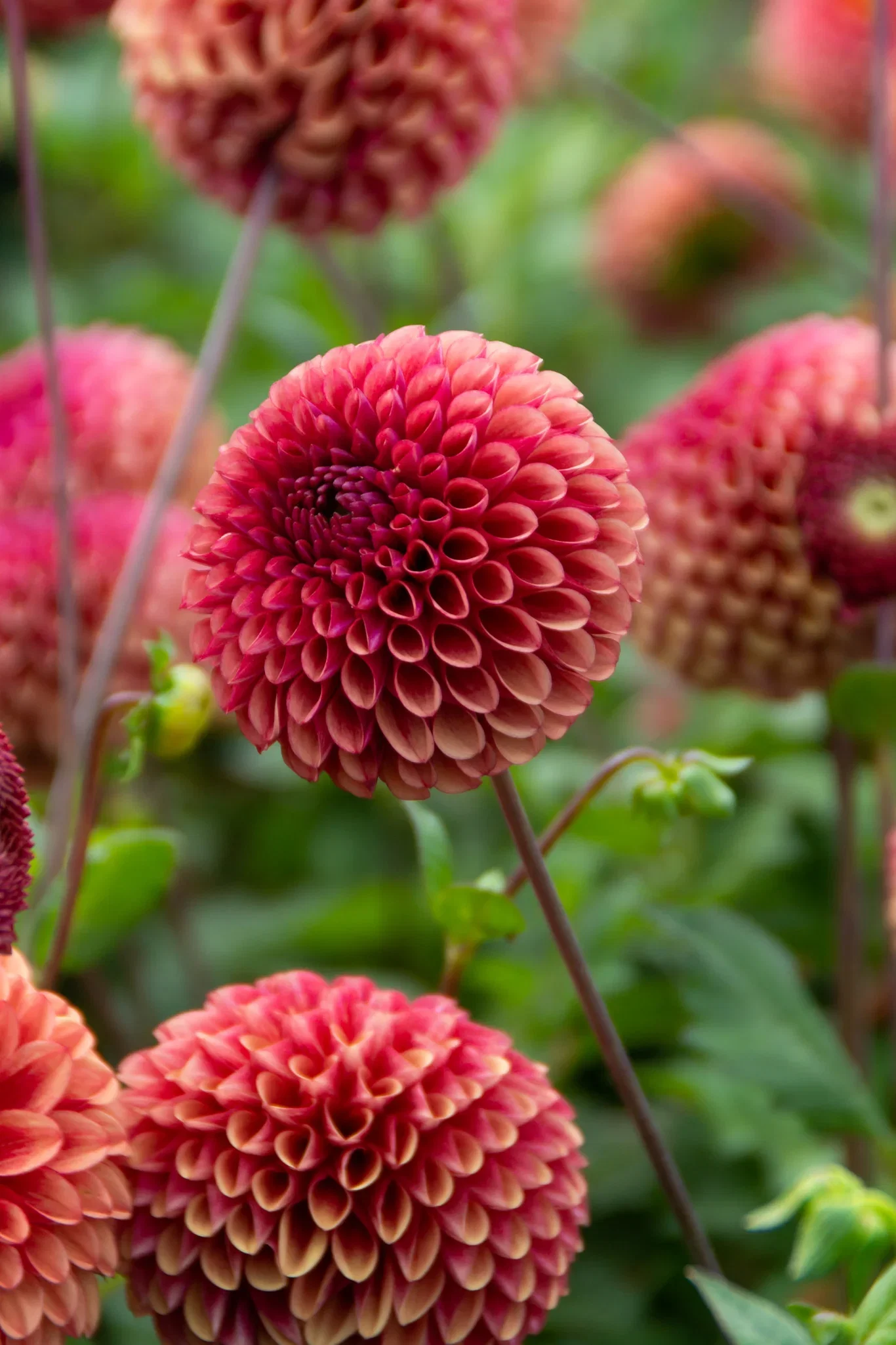 Dahlia x pinnta (Pompon Group) 'Copper Boy' Georgine 'Copper Boy'