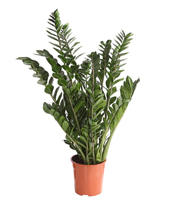 Glücksfeder - Zamioculcas zamiifolia