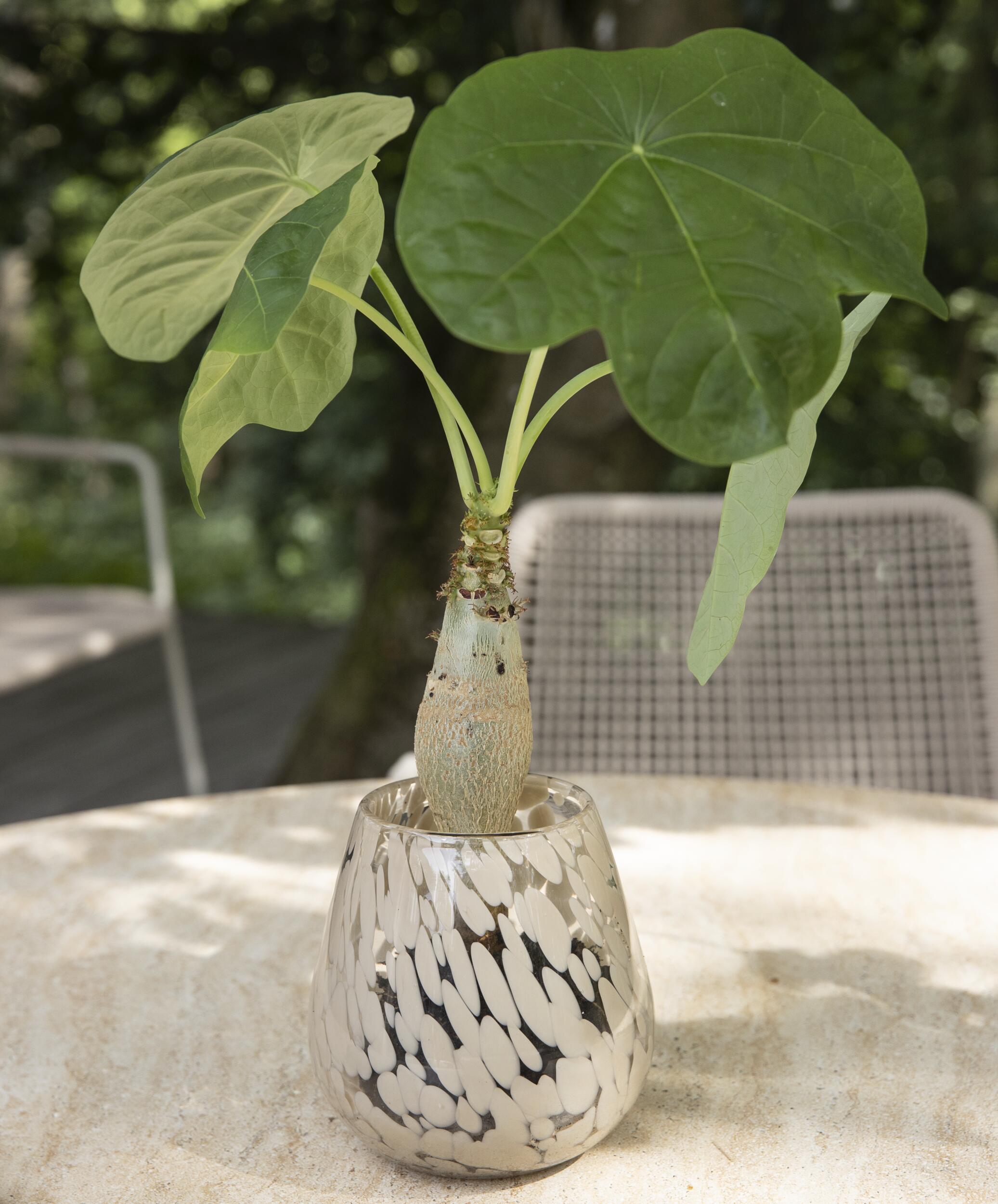 Vidrun Vase 15 x 15 cm