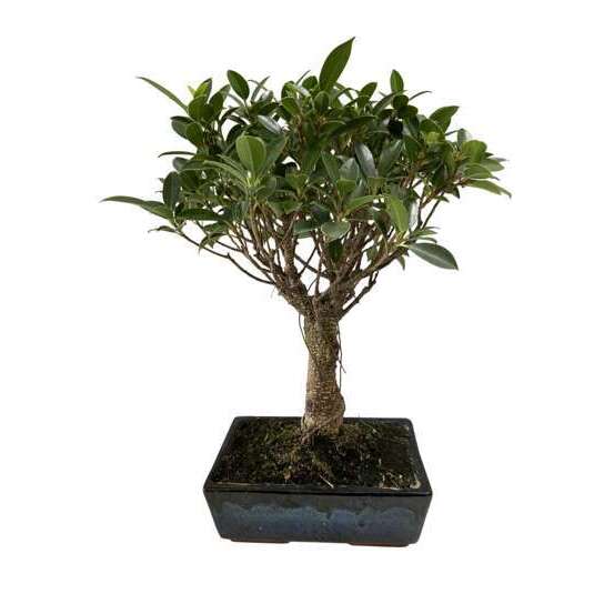Bonsaï Ficus :7-9 ans boule