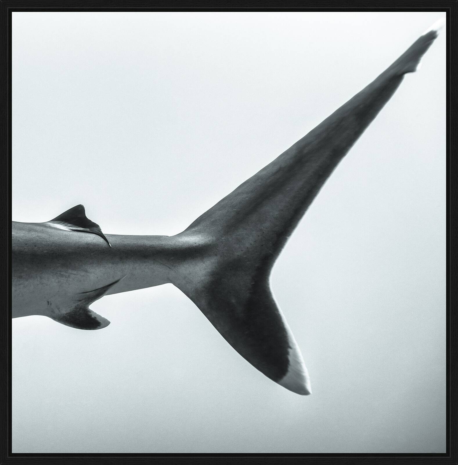 Fins by Jean - Marie Ghislain - Limited Edition. Edition of: 150. Signed.