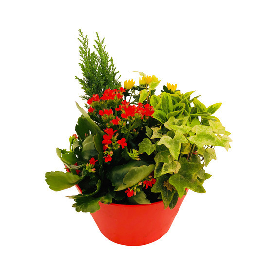 Composition 4 plantes en coupe plastique