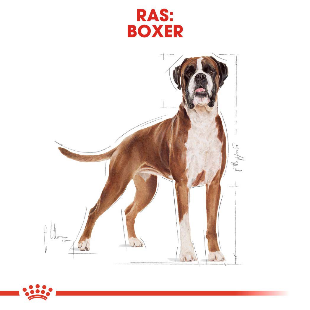 Royal Canin Boxer Adult - Hondenvoer - 12 Kilogram - gevogelte