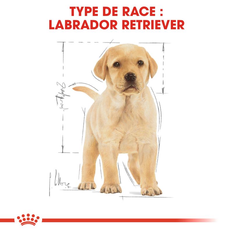 Royal Canin Labrador Retriever Puppy sur bitiba.fr