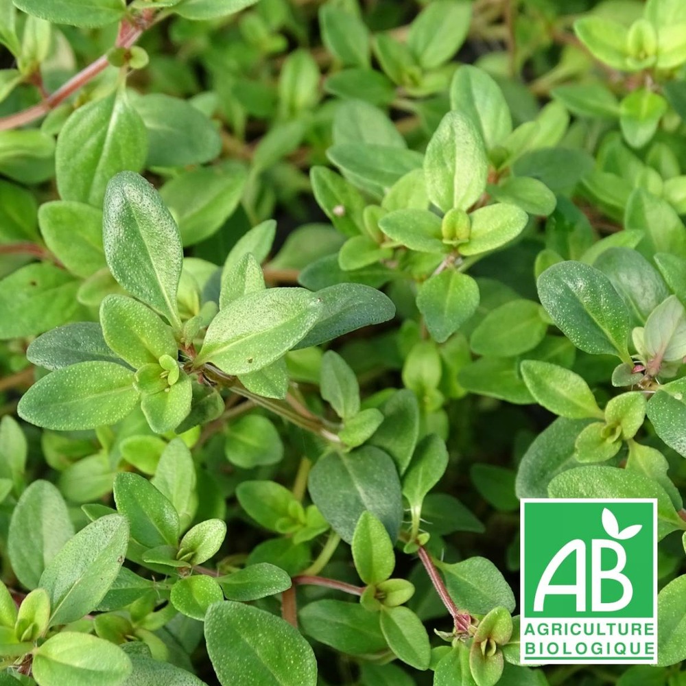 Thym serpolet serpyllum bio/thymus serpyllum[-]lot de 5 godets