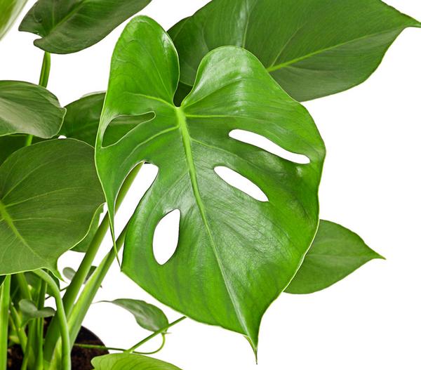 Fensterblatt - Monstera deliciosa