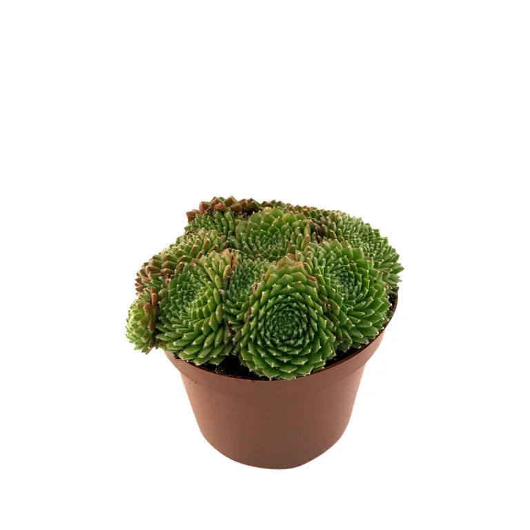 Sempervivum Takløk miks Ø12 cm