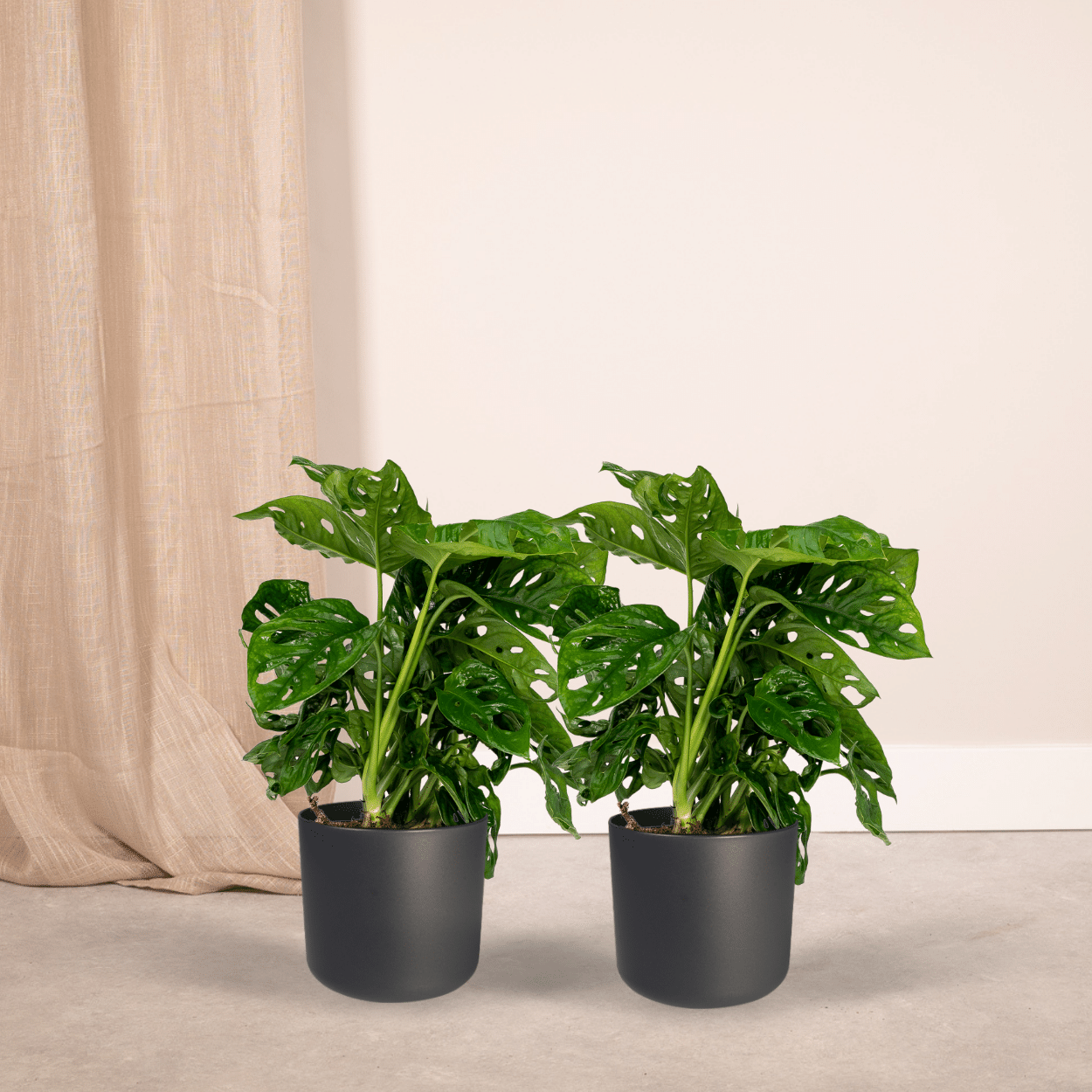 Plante d'intérieur - monstera monkey leaf - lot de 2 30cm