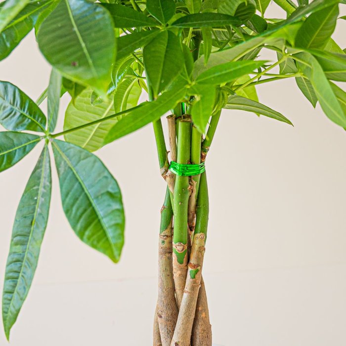 Pachira plant | Incl pot