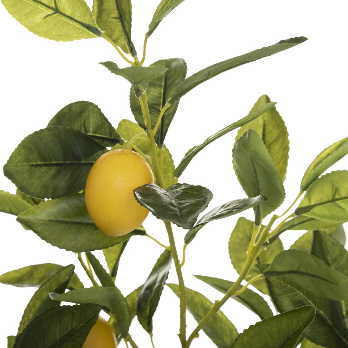 CITRONNIER EN POT CERZA H.70CM