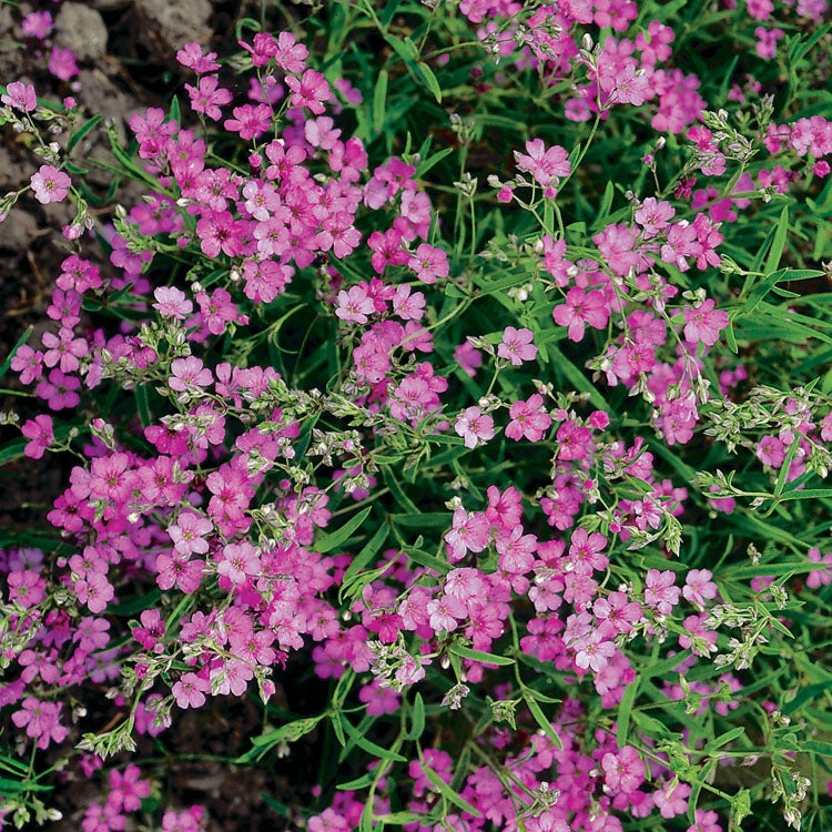 Gipskruid (Gypsophila repens 'Rosa Schonheit') D 11 H 10 cm