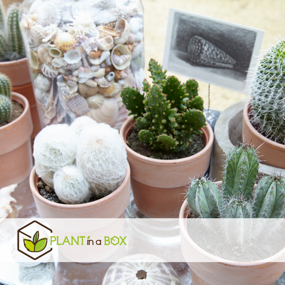 Mélange de mini cactus - mélange de 12 pièces - pot 5.5cm - hauteur 5-10cm