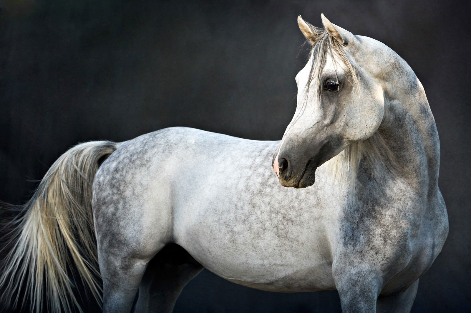 Arabian Stallion II by Tariq Dajani - Limited Edition. Edition of: 100. Signed.