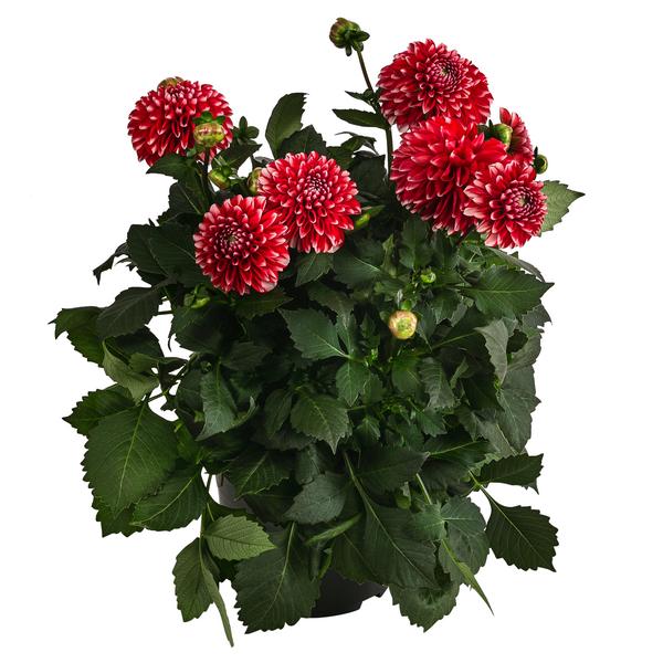 Dahlie, verschiedene Farben