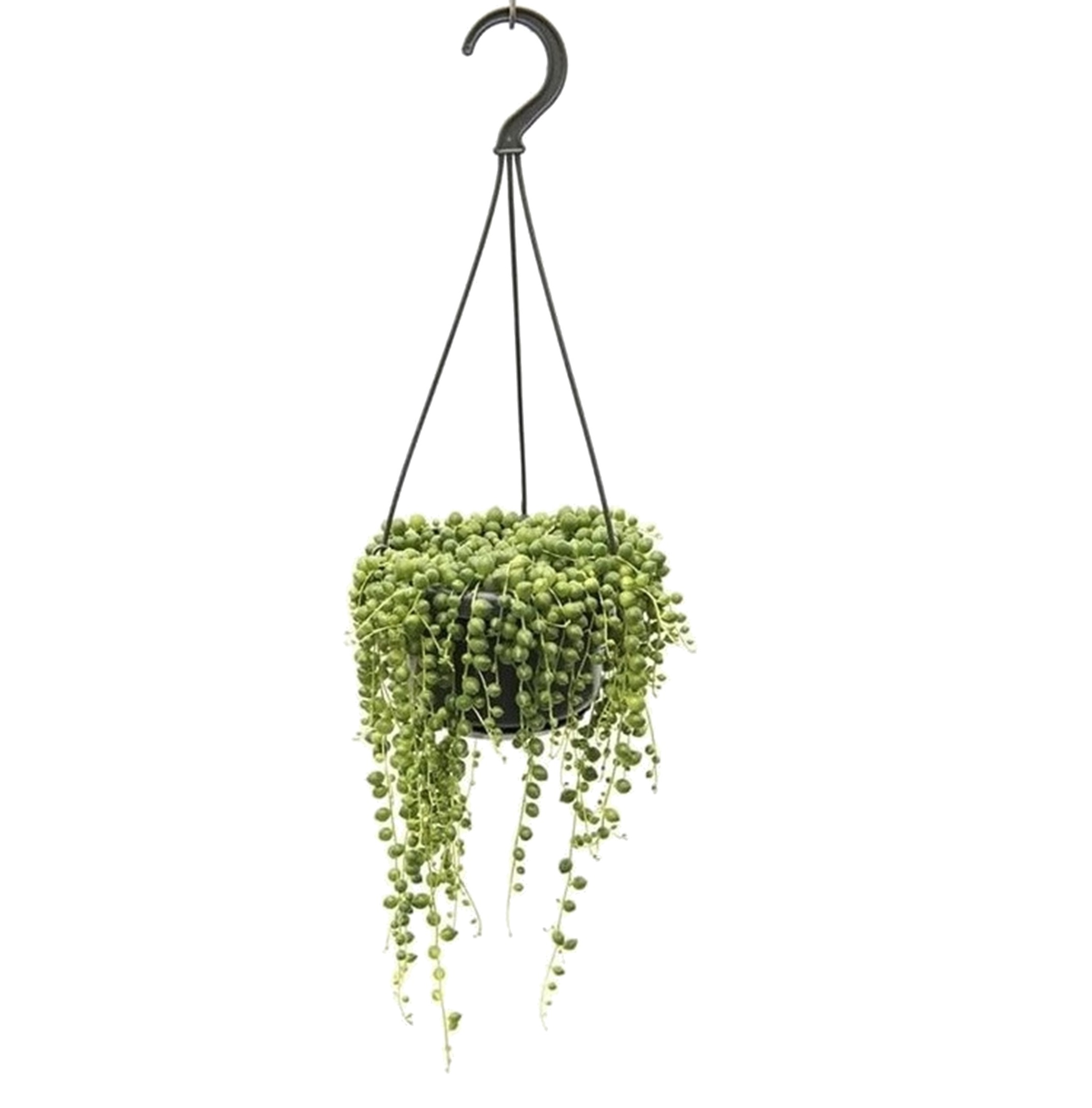 Senecio rowleyanus - cordon de perles - pot 12cm - hauteur 10-20cm